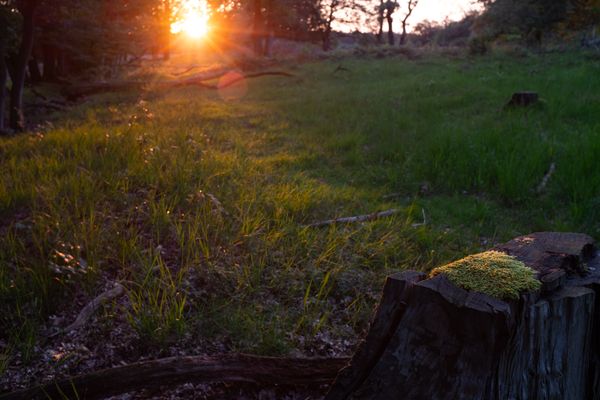 Mos op een boomstronk, van achteren belicht door de ondergaande zon, op de achtergrond strijklicht op het gras